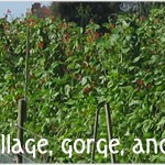 Allotments in Ham Lane